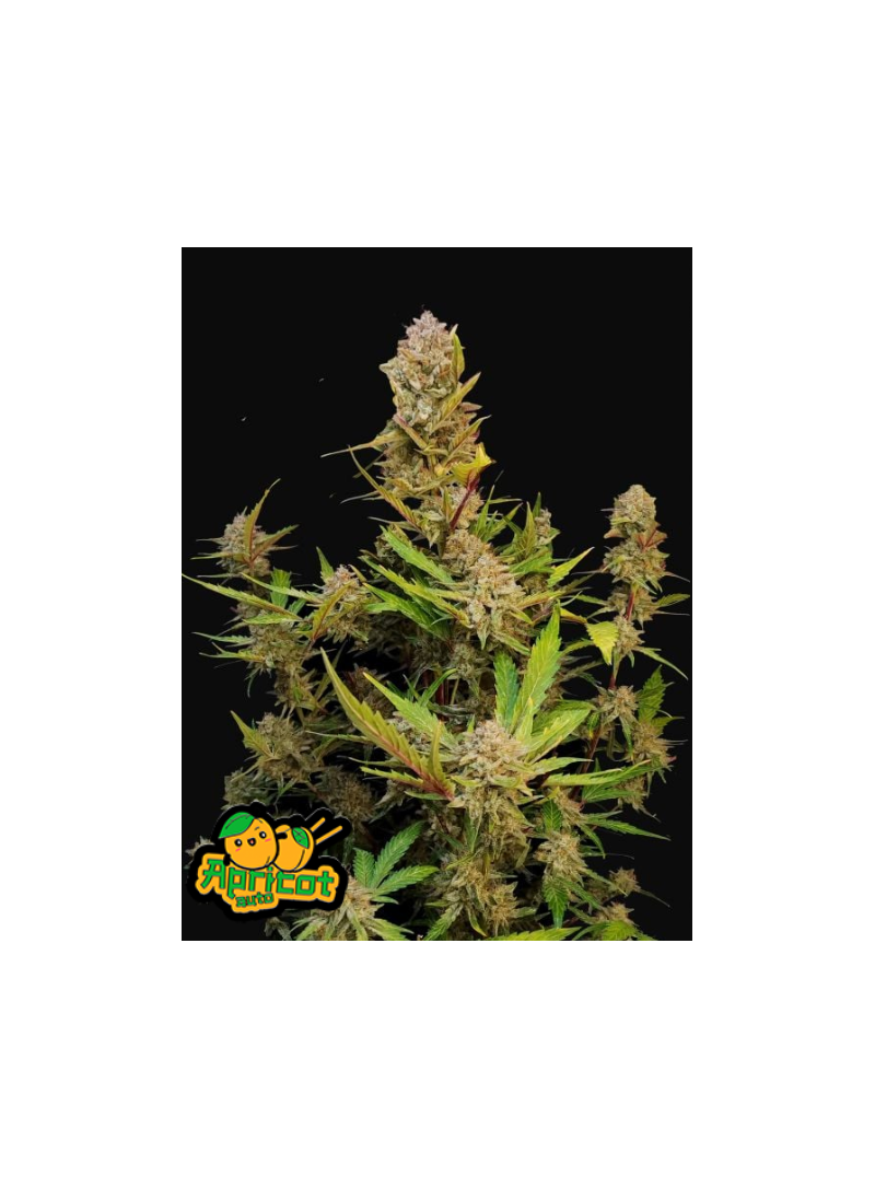 Apricot Auto, Фасовка: 3